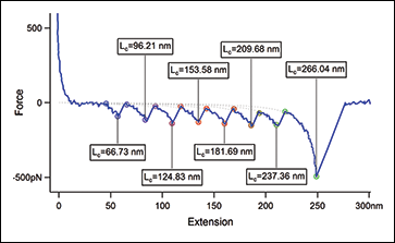 This force-distance curve is an example of force spectroscopy measurements. Here, a protein called titin was unfolded under the force of the atomic force microscope. Each peak corresponds to the unfolding of one domain in the protein.