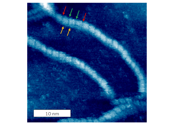 DNA helix visible. Acquires in tapping mode on Cypher ES using blueDrive.
