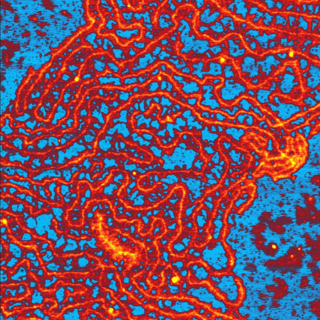 Membrane Bound Mucins