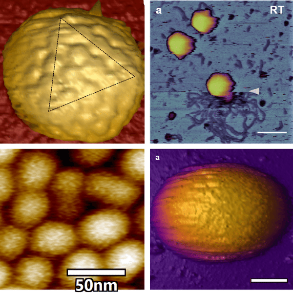 AFM virus images, capsid HSV1, T7 bacteriophage