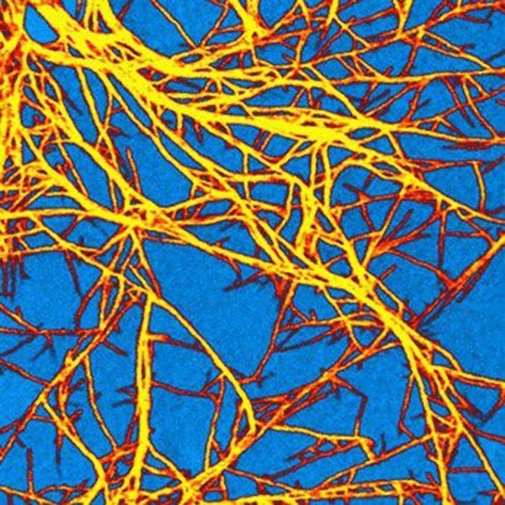 conductive afm image fulleren capped conjugated polymer film