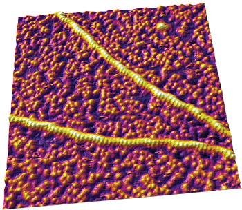 Atomic force microscopy image shows the sub-structure of actin filaments