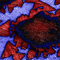 AFM Application: 2D Materials, Graphene