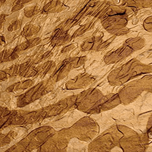 Atomic force microscopy modulus map of a solder lead-tin alloy