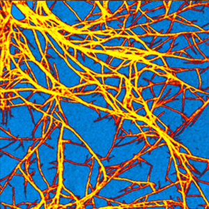 AFM image showing the photoconductive properties of a photovoltaic material