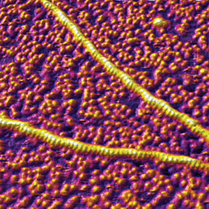 Atomic force microscopy image shows the sub-structure of actin filaments