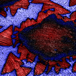 Graphene AFM image: flakes imaged on boron nitride using atomic force microscopy