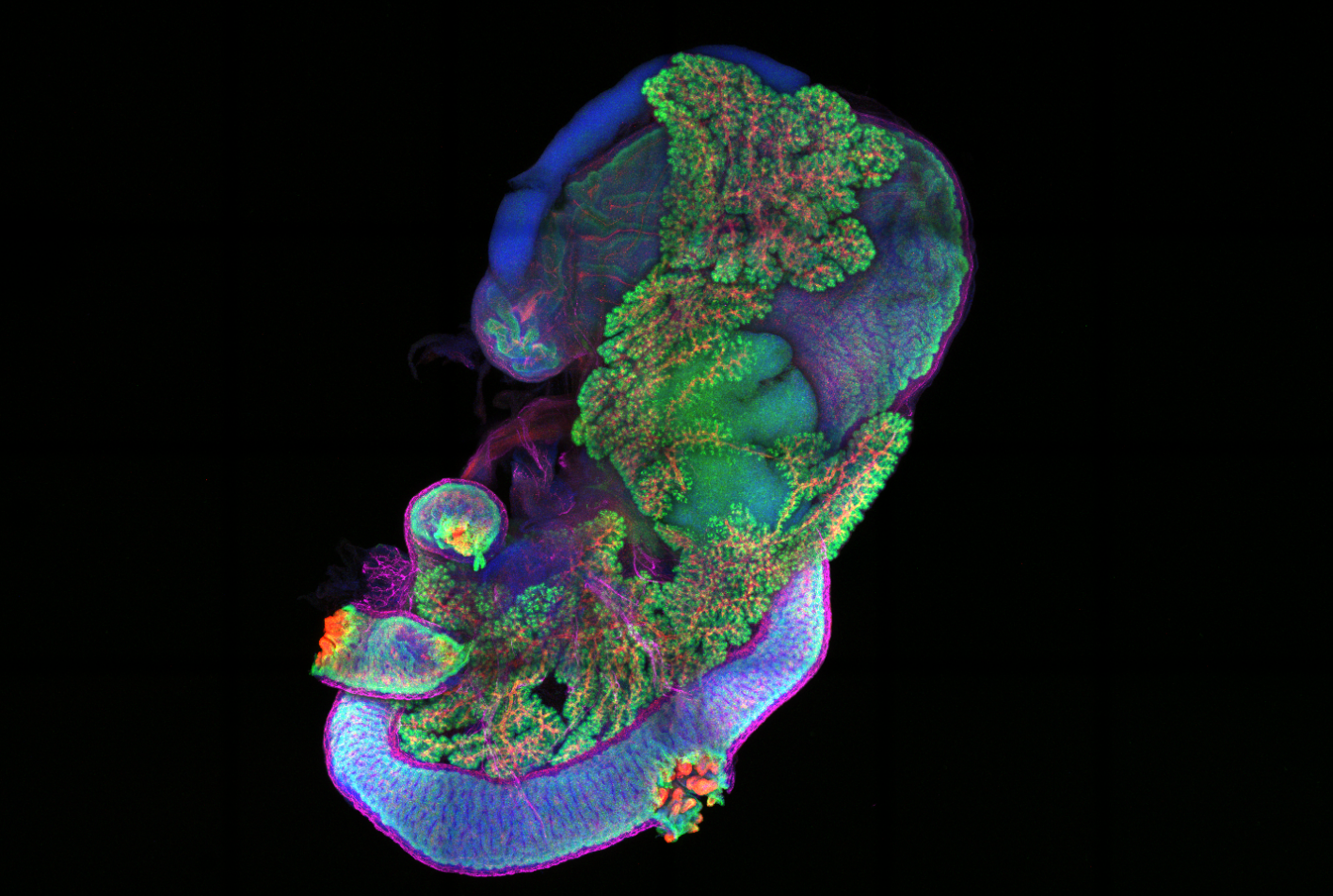 Mouse pancreas and connected tissues imaged with confocal microscope