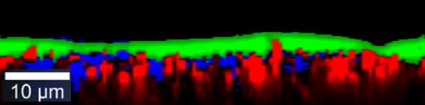 Raman depth profile of coated tablet.